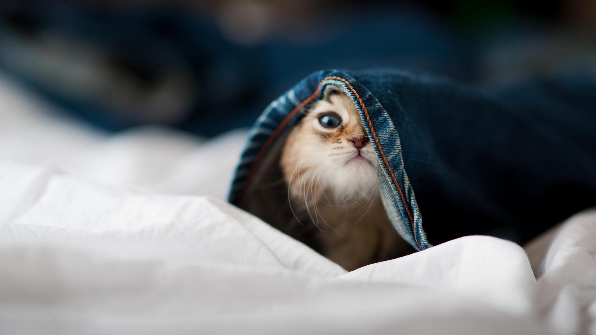 金元时代的胜利，卡塔尔如何用奇兵萨拉赫击溃法甲豪门里昂