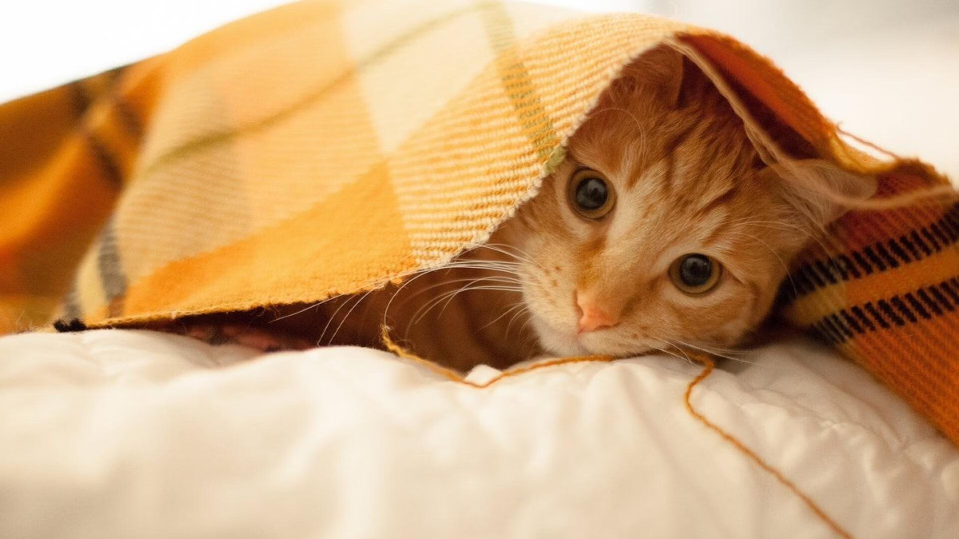 冰火淬炼,当底特律的铁血遇上广厦的烽烟,马克西在13.7秒内写下英雄叙事