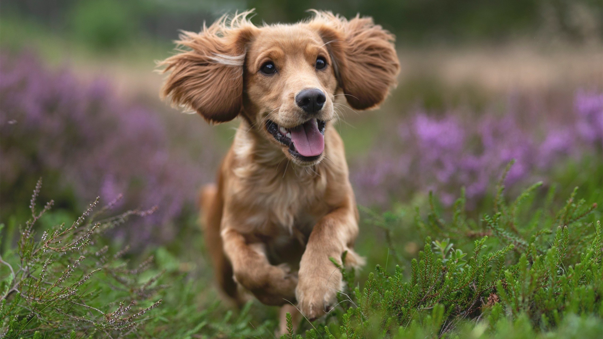 全面盘活罗马进攻线！奥利维拉传射建功，贝蒂斯后防难挡其锋芒