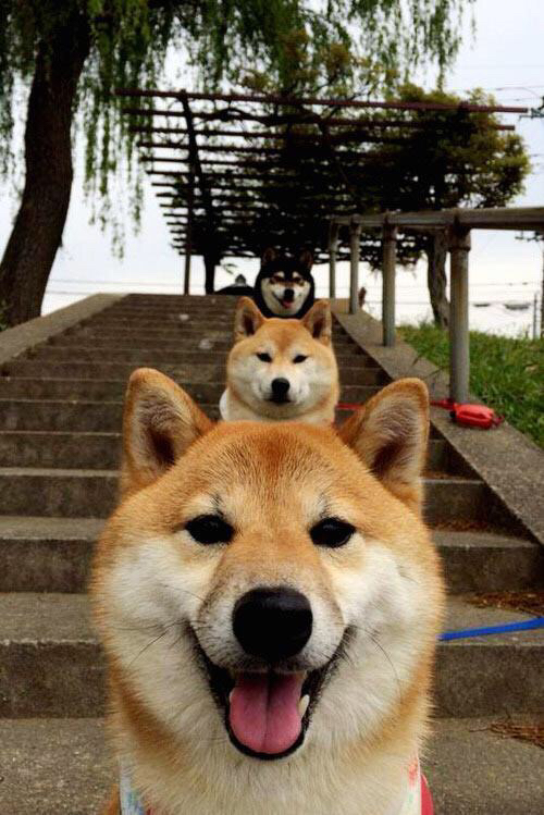 冰与火之歌，欧文单骑焚城，开拓者提前扼杀猛龙悬念