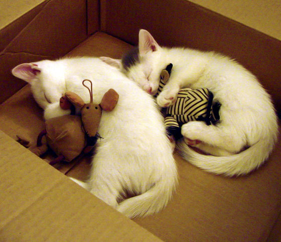 传说诞生，凯塞多的季后赛封神之夜