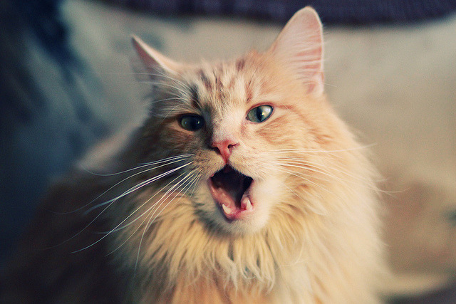 当唯一成为准则，体育终极时刻的残酷与诗意