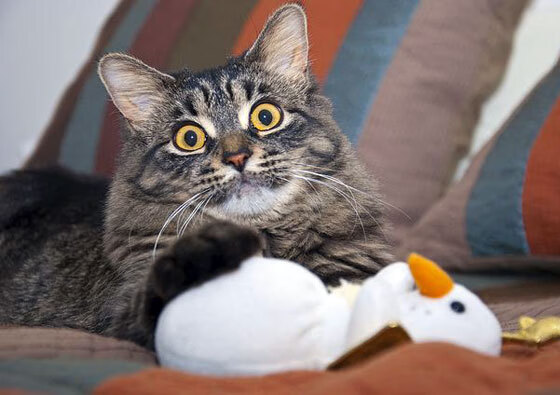 末节狂飙！厄瓜多尔新星欧冠半决赛绝杀，拉齐奥主场饮恨