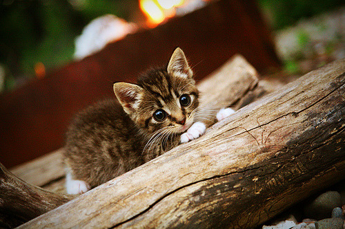 双重主宰，从尼斯门线到摩纳哥赛道—库尔图瓦的防守艺术与F1街道赛的极致控制