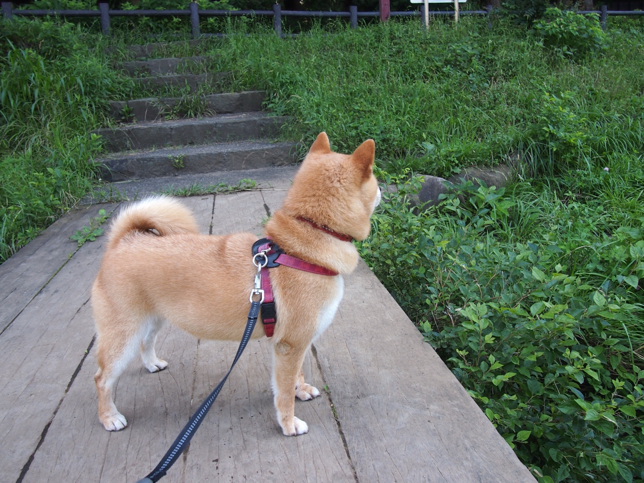 德甲争冠夜见证篮球式压制，当德罗赞的意志降临绿茵场