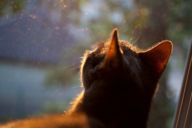 破冰!洪都拉斯强势攻克高原魔咒 改写世界杯预选赛历史